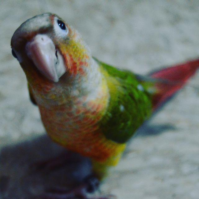 bird