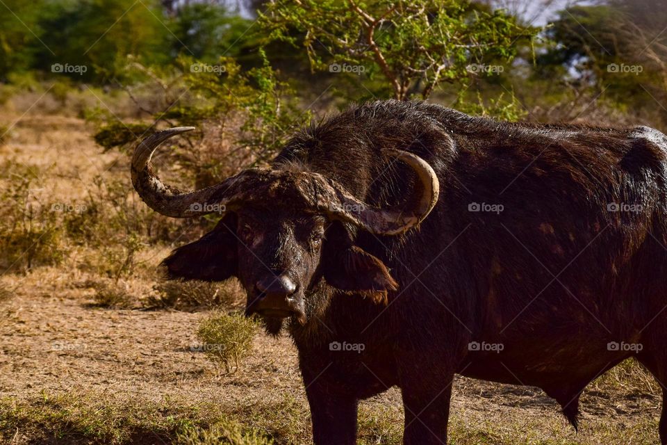 buffalo covered in mud at a watering hole during a drought