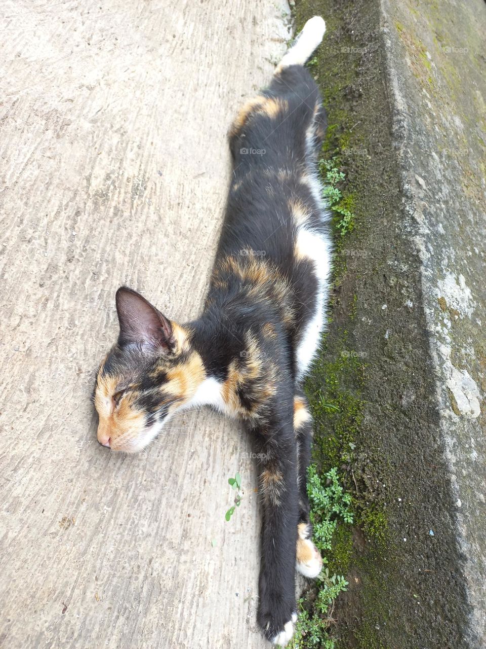 Striped cat with three beautiful colors