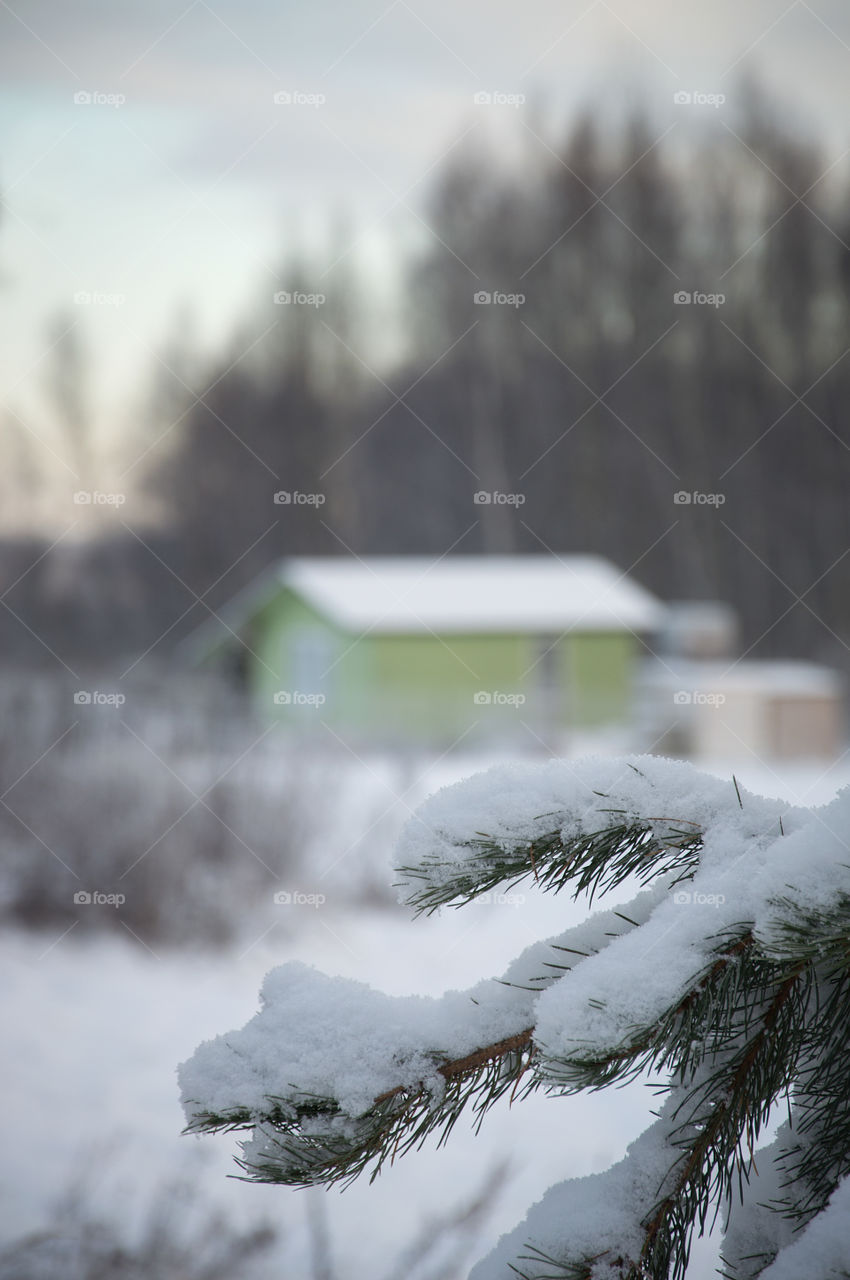 Close-up of snowy pine needle at countryside