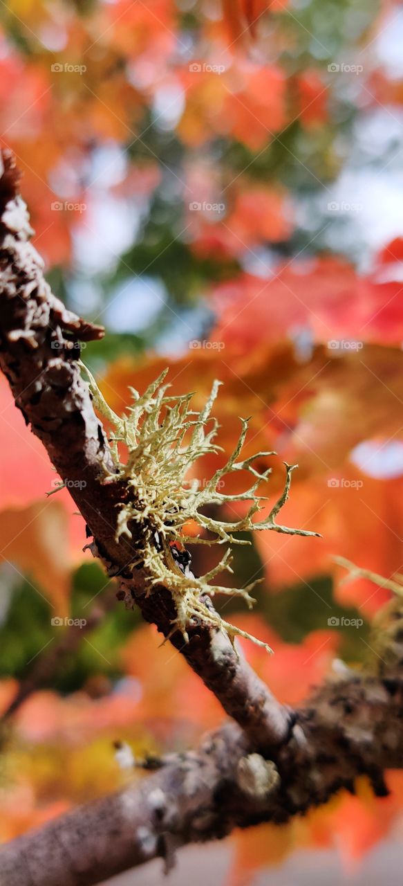 Lichen on the brunch.