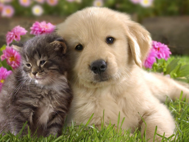 Cat and dog 