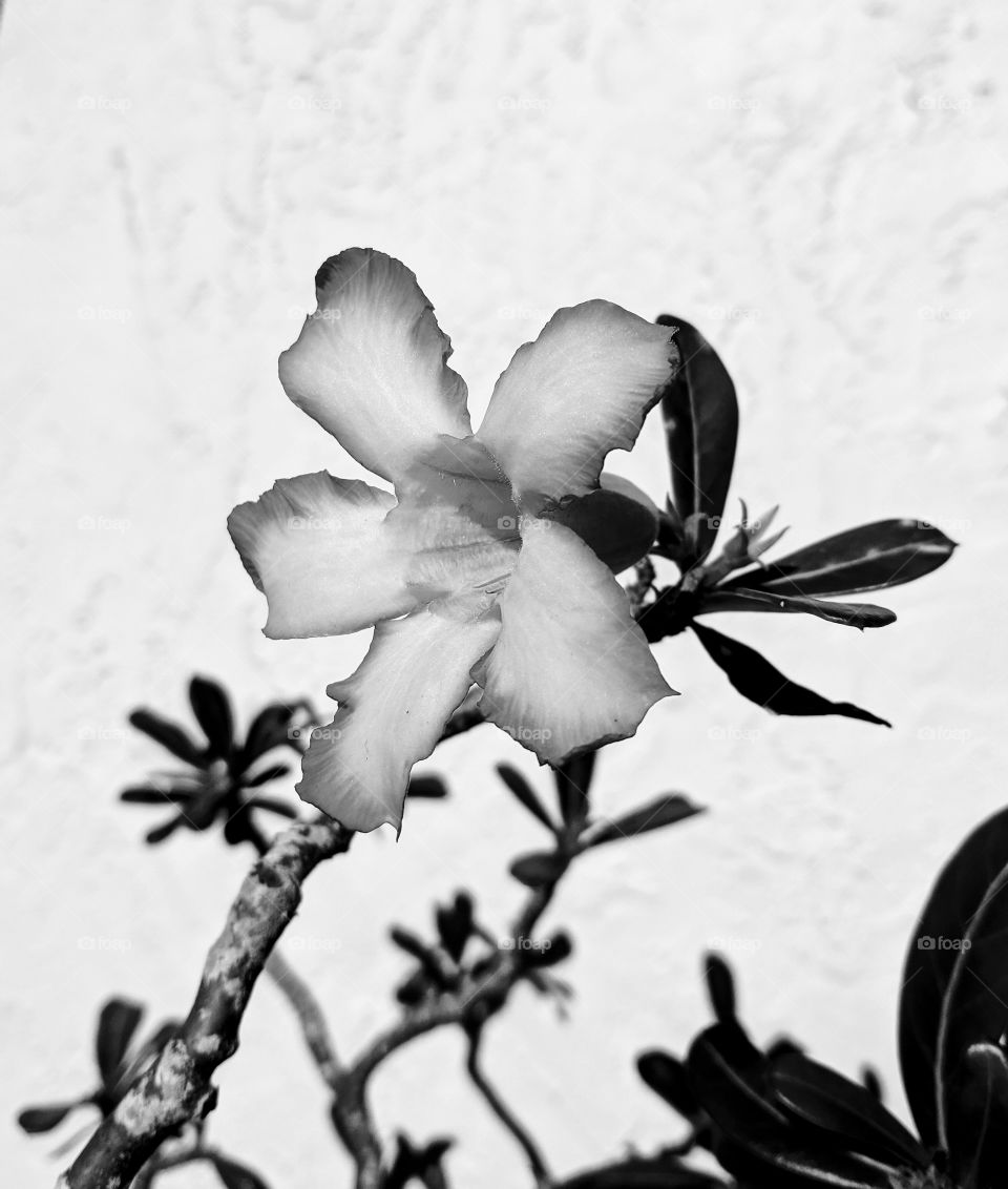Beautiful Black & White Flower