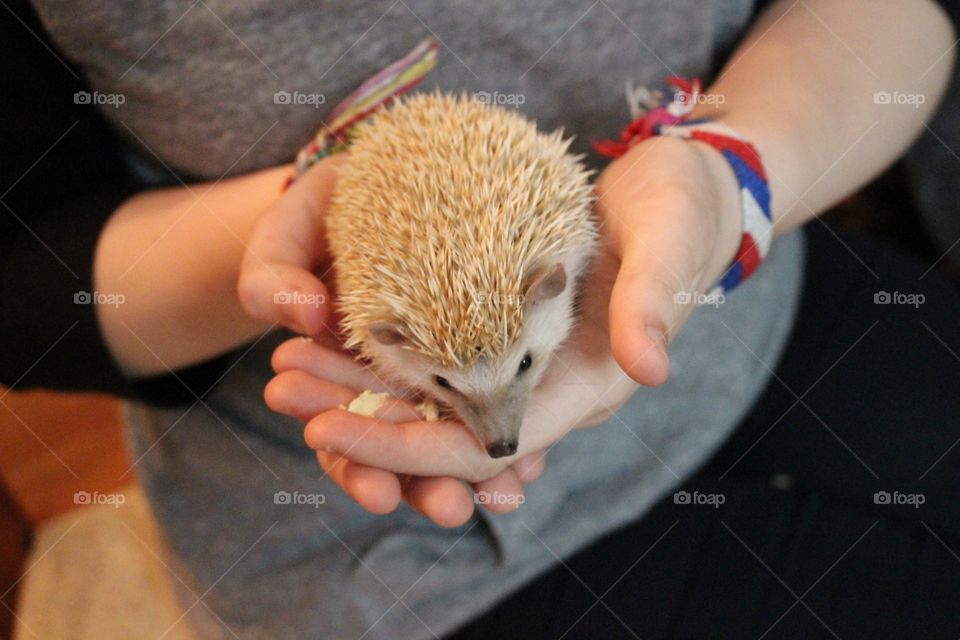 A person holding hedgehog in hand