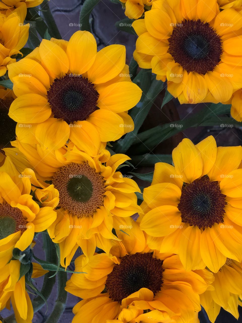 sunflower portrait 