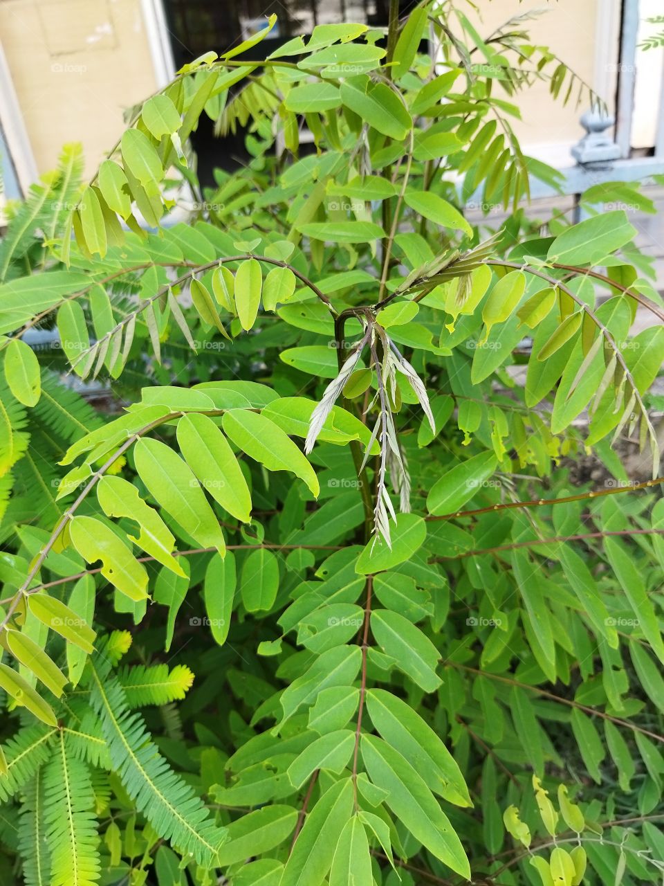 there is insects eat plants leaf.