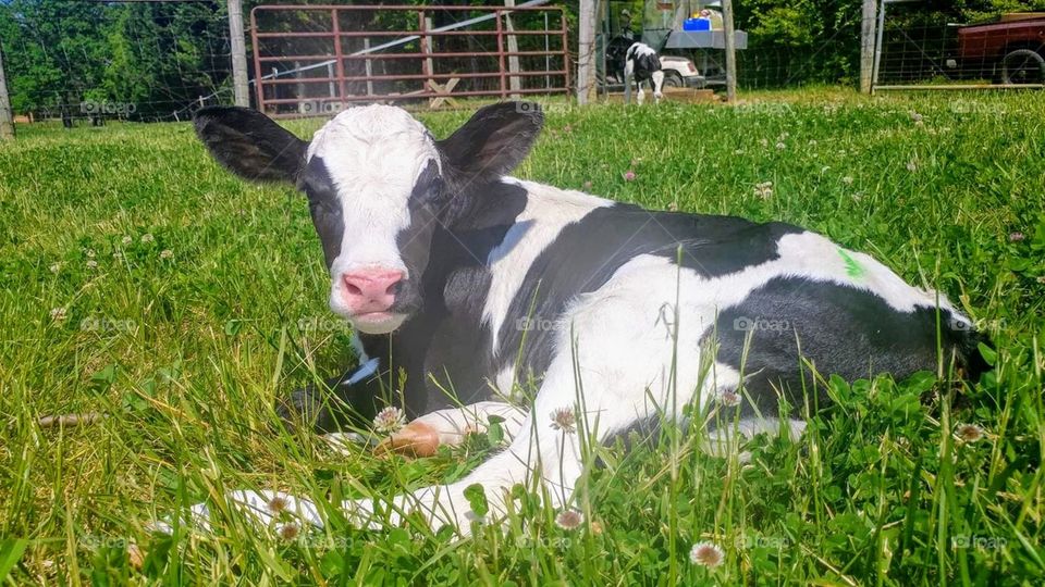 Calf in Field