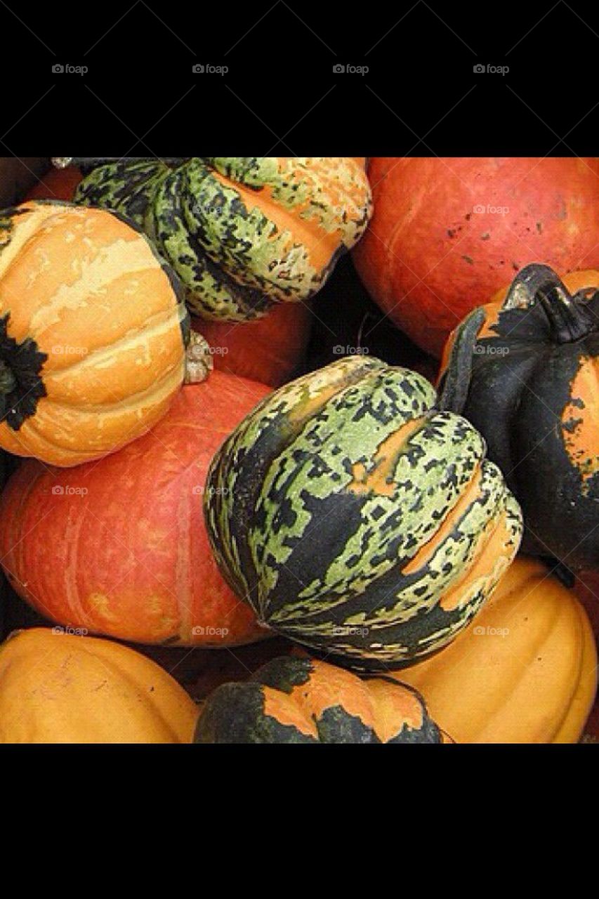 pumpkins and gourds
