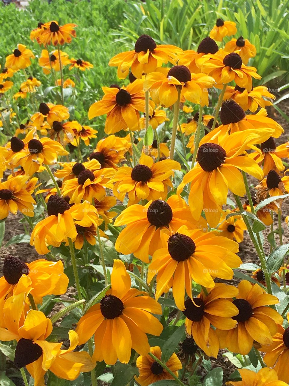 Yellow flowers 