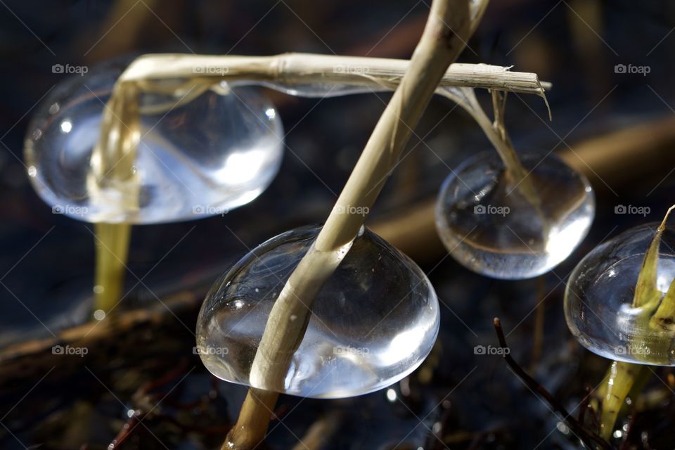 Frozen Reed At The Sempachersee Lake