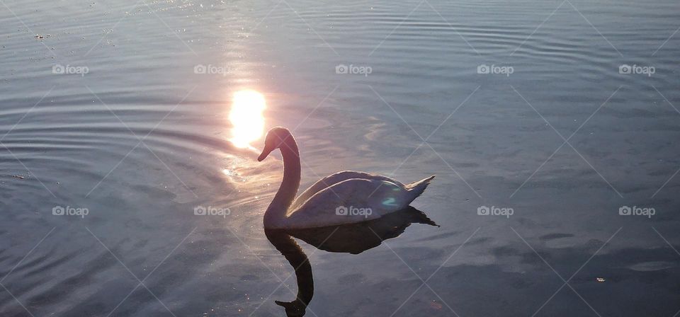 Swan and lake on a sunny day