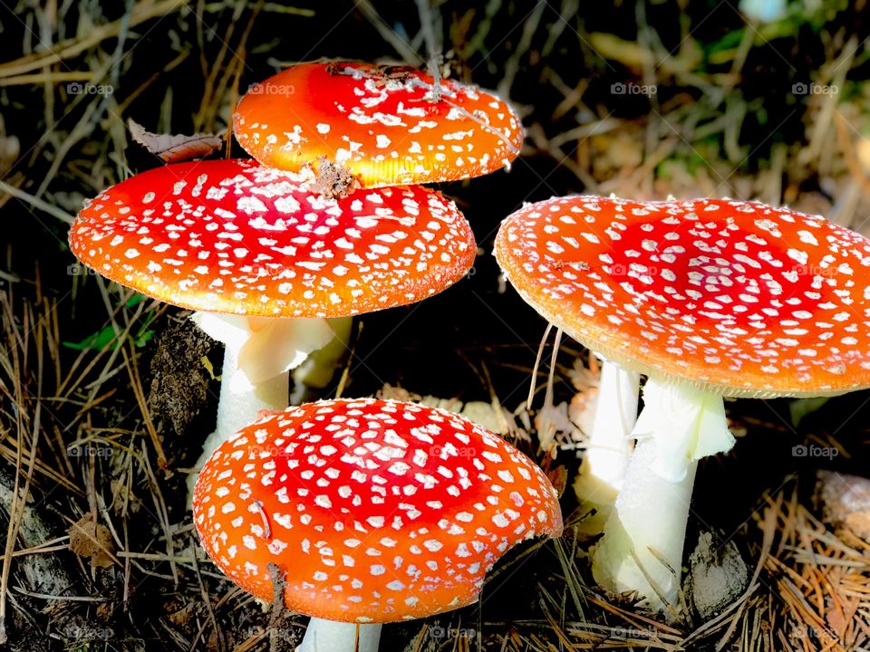 Toadstools