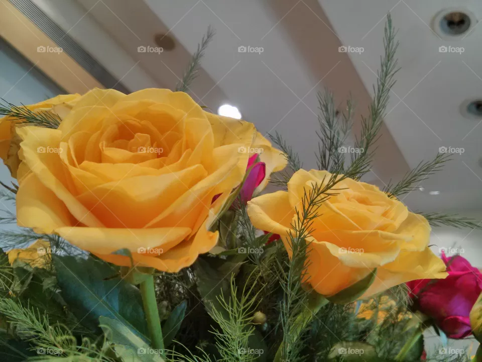 Roses 