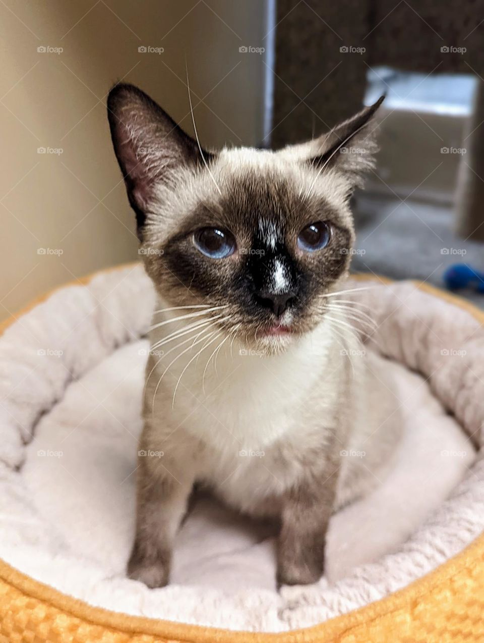 Every day is Caturday