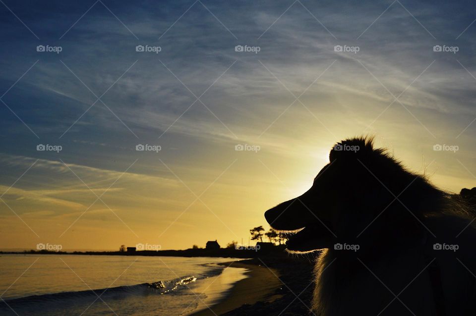 Silhouette of a dog at beach