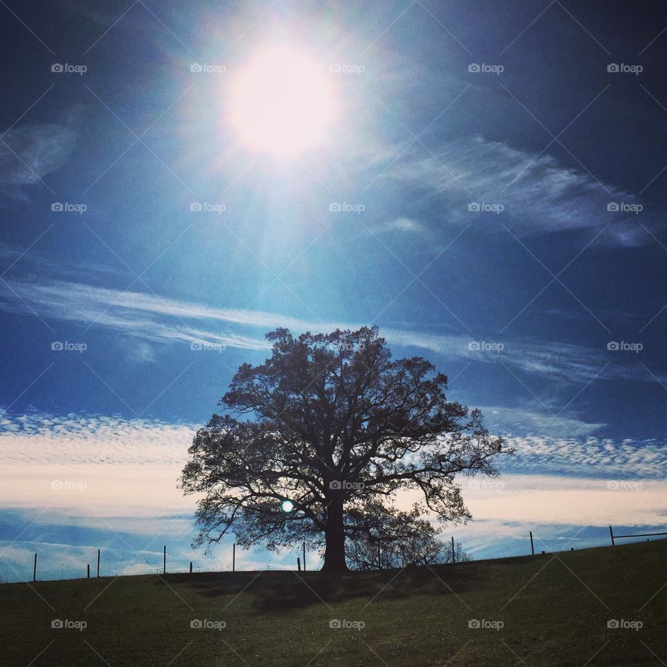 Tree of life. Tree of life 