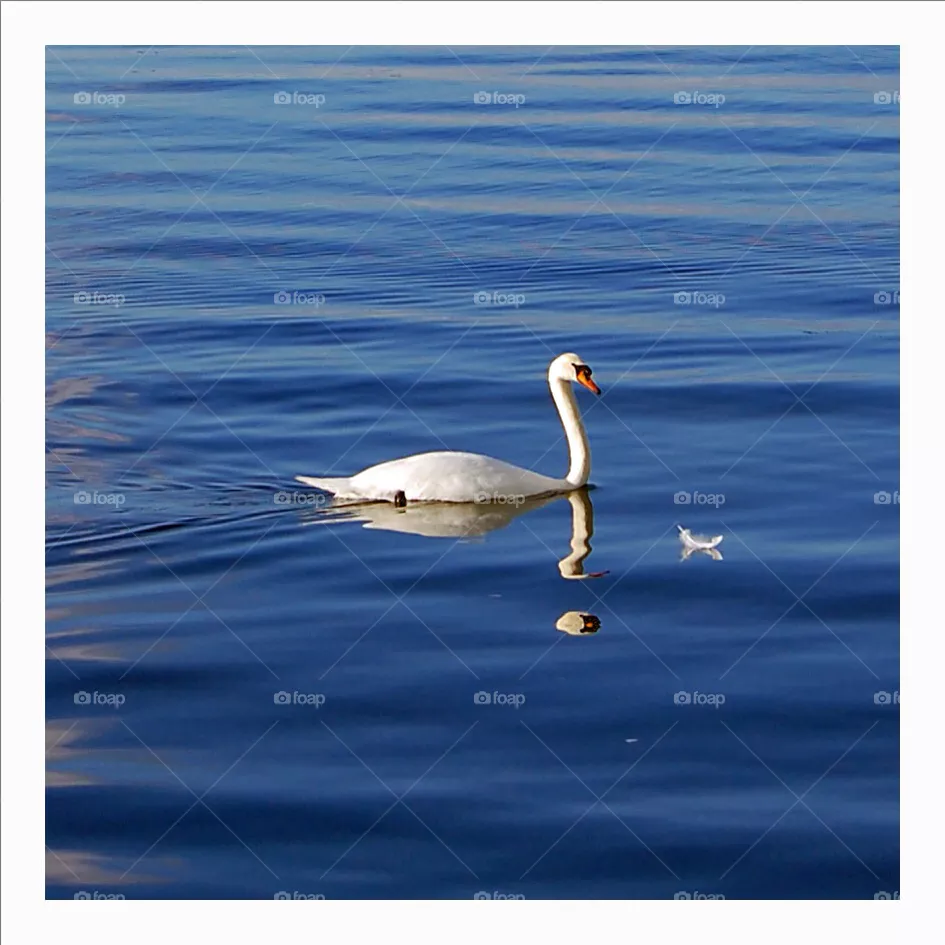 Bird, Water, Swan, Nature, Lake