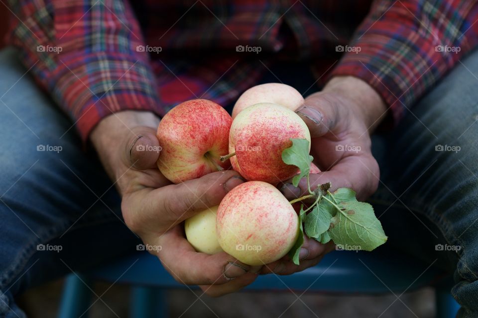 male hands with apple