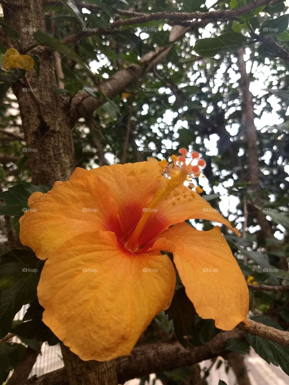 Orange hibiscus