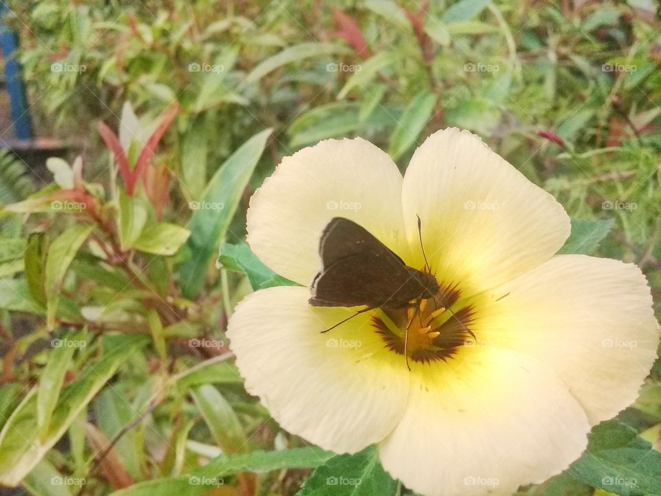 Butterfly sucking extract flower