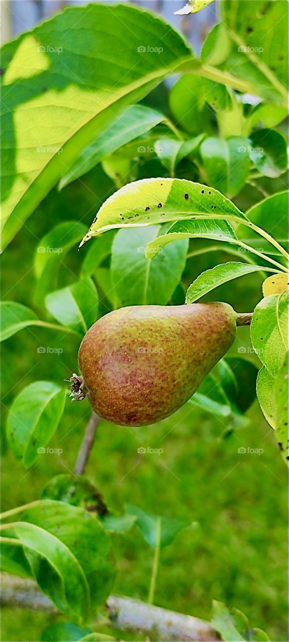 A big juicy pear close up lets us know that it is harvest time yet once again in the garden of the big beautiful one story house in “Lower Bavaria”, Germany and that the fruit is ready to be picked off the tree at any time. 2024. Hypnotic Productions
