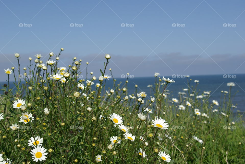 Plants growing near sea