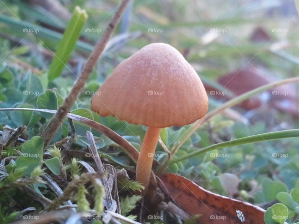 Toadstool