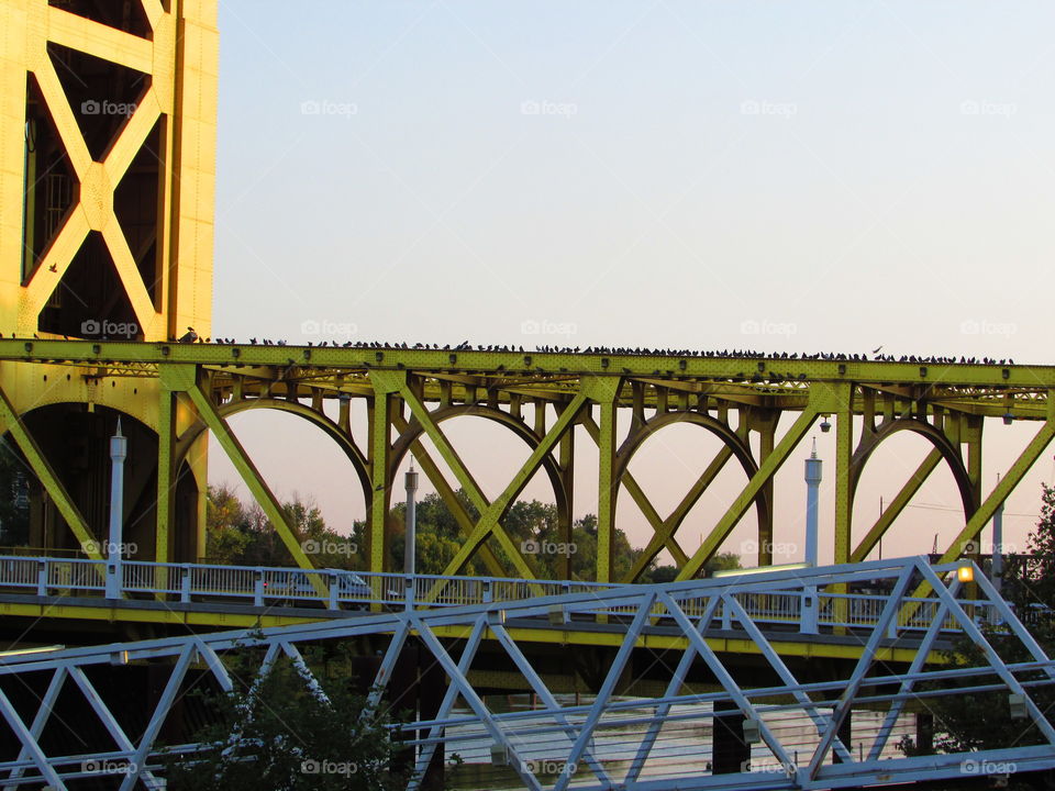 lots of pigeons enjoying the sun rise on a Golden Bridge