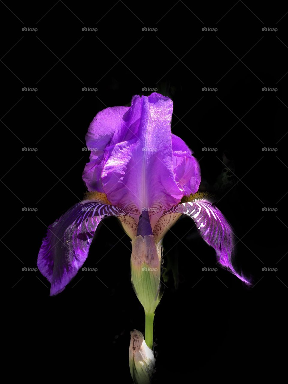 Iris on black background