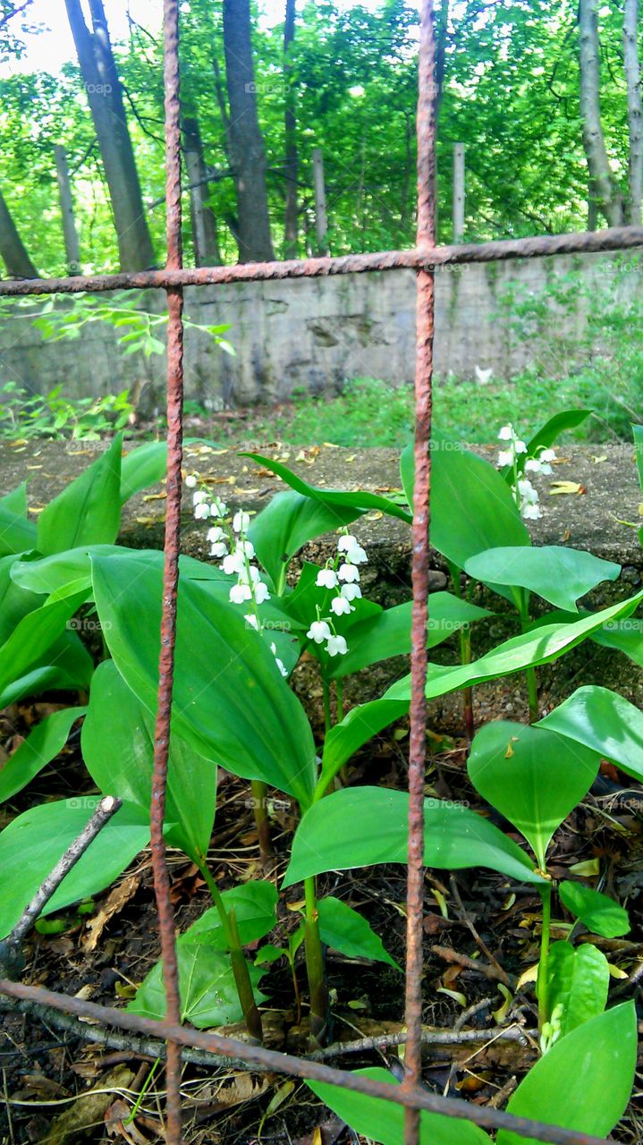 Leaf, Nature, Flora, No Person, Growth