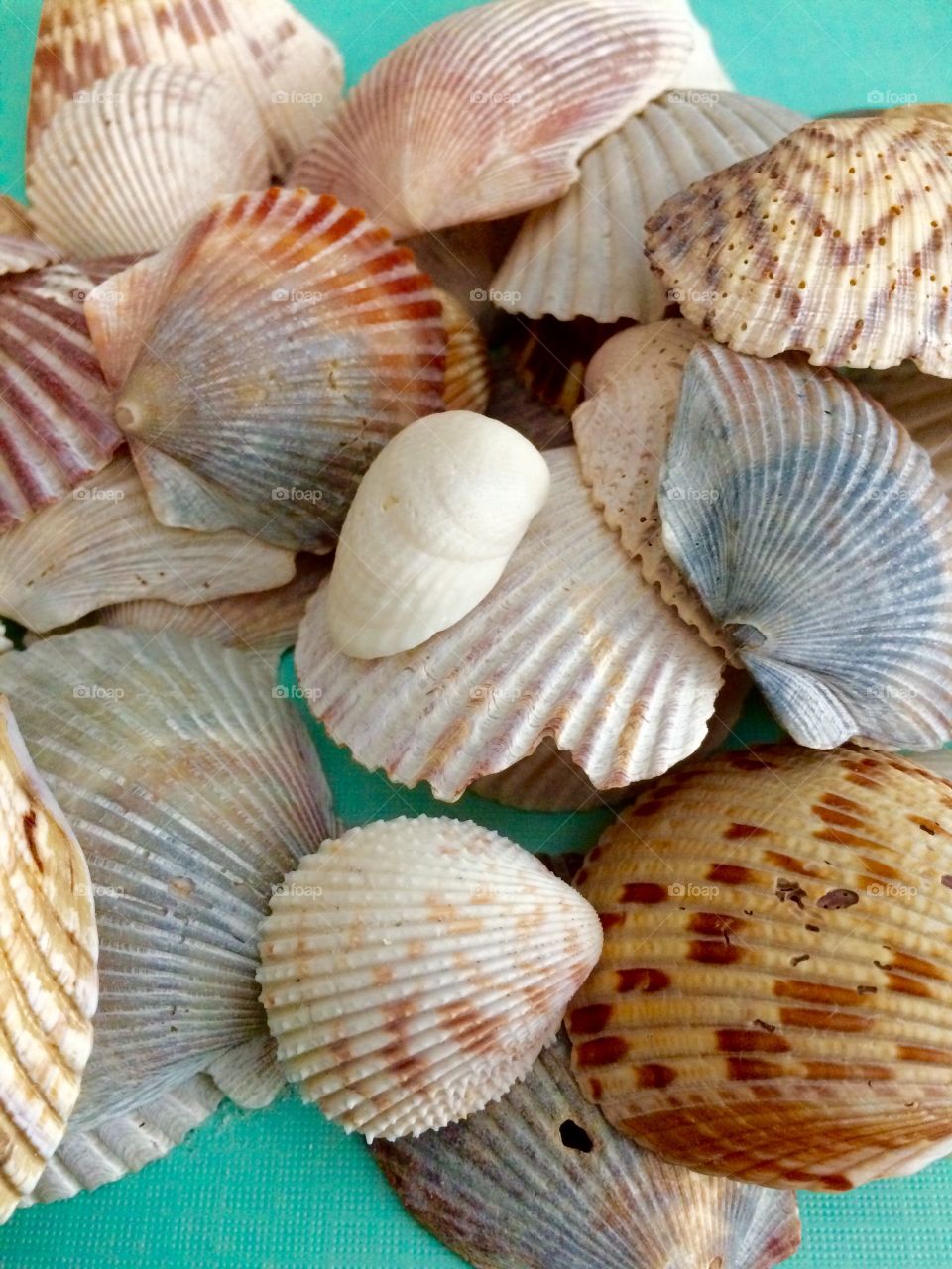 Seashells
