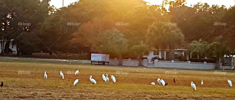 flock of birds at the lake