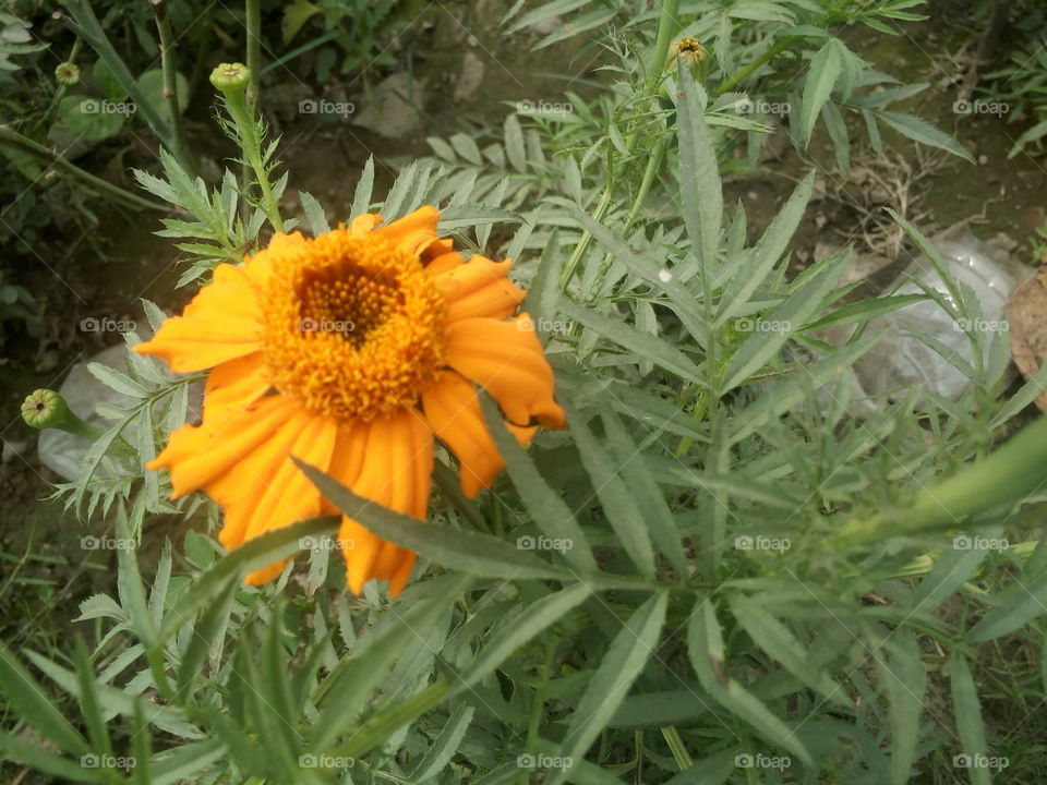 marigolds flowers