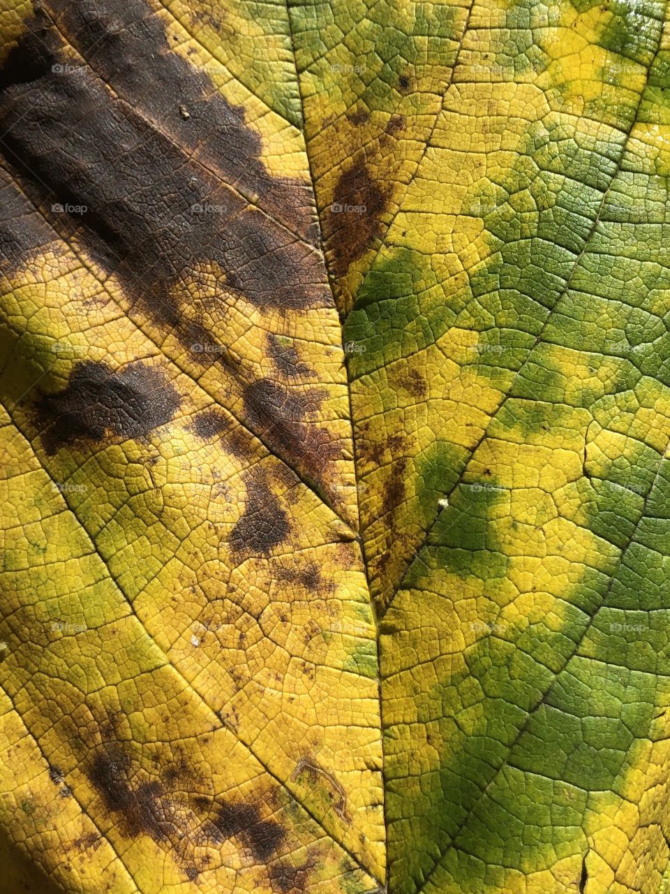 Closeup of leaf