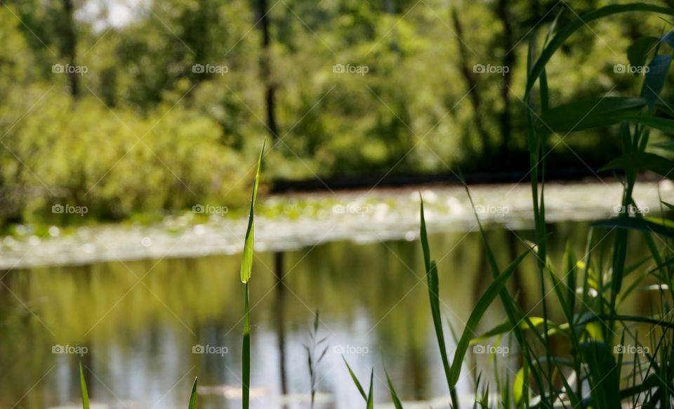 Nature. Blades of Grass