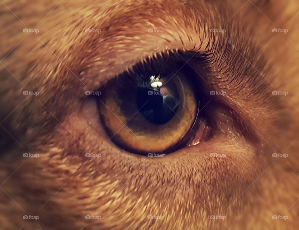 Iris of my dog. You can see in her pupil a  lamp and chair it's so close up.