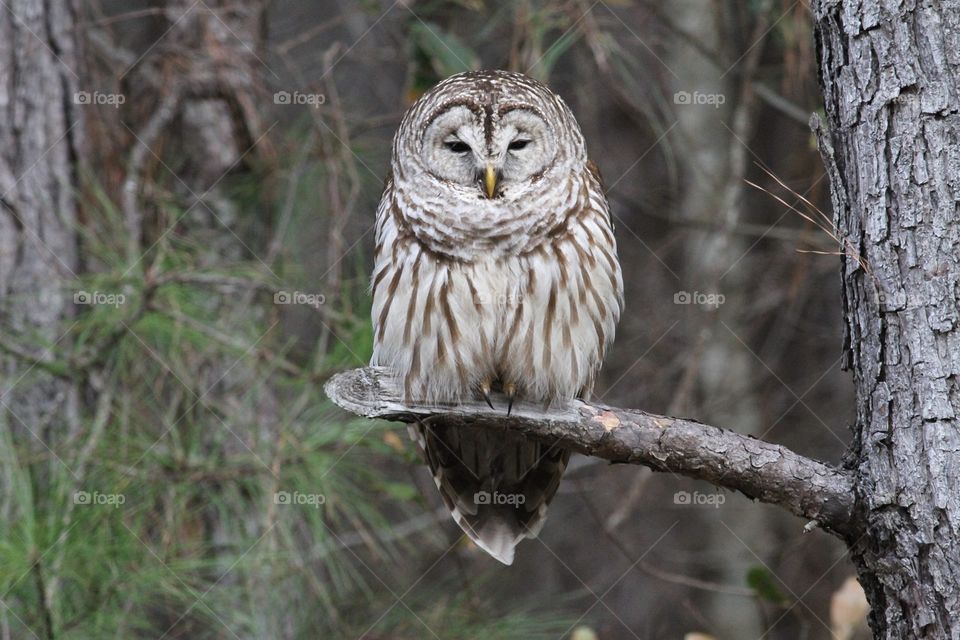 Barred owl