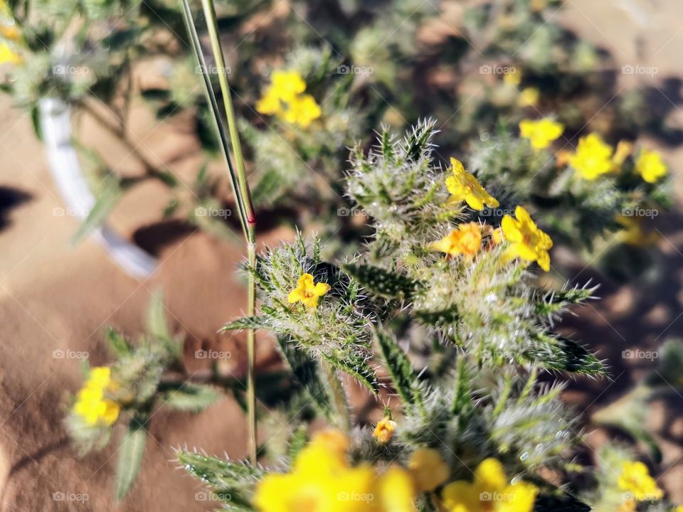 Desert flowers