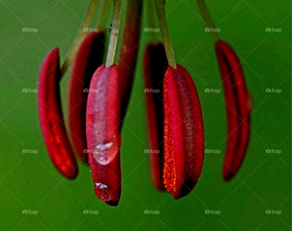 Macro shot of a lily flower's red anthers with green bokeh background