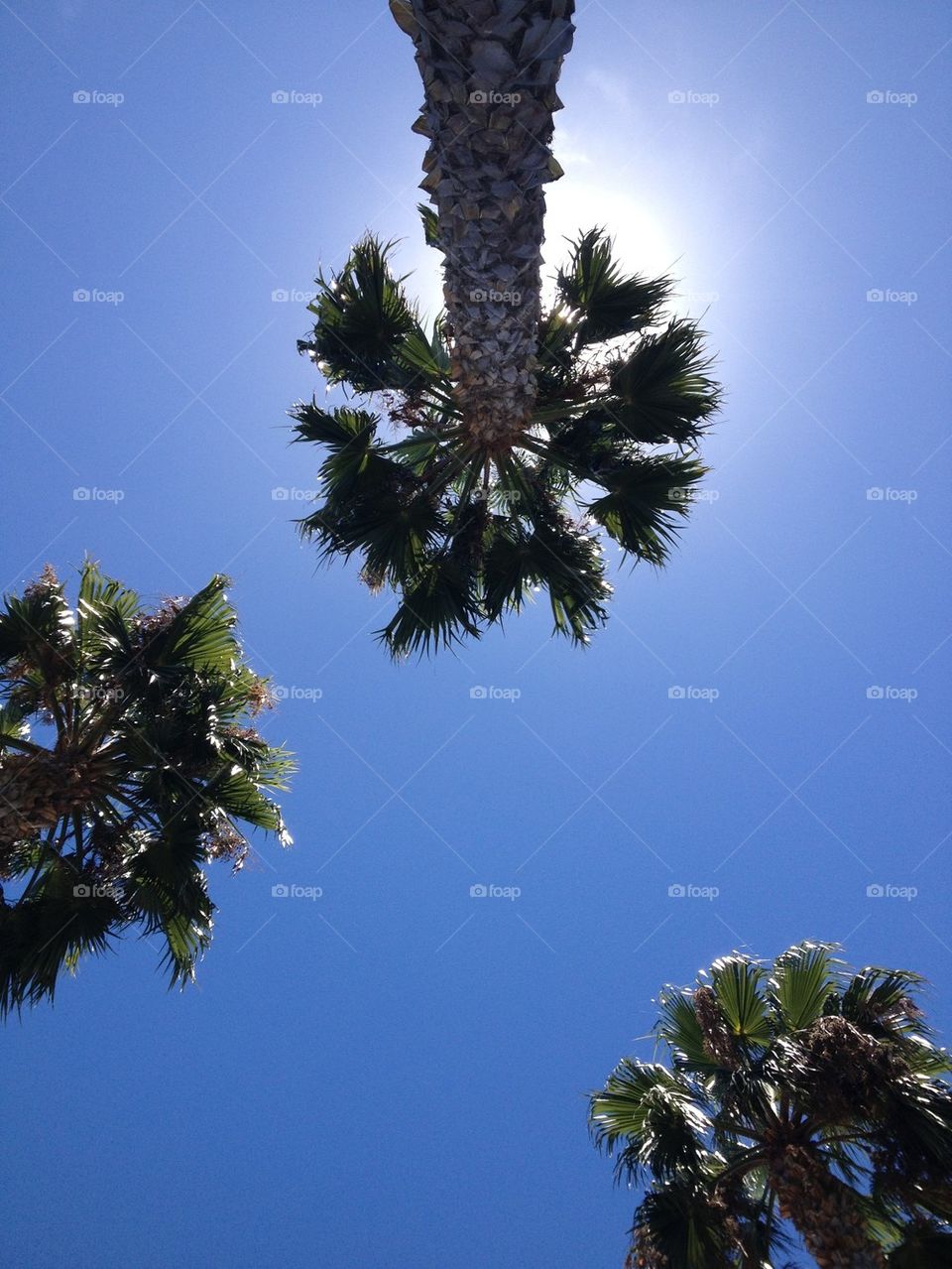 San Diego Palms 