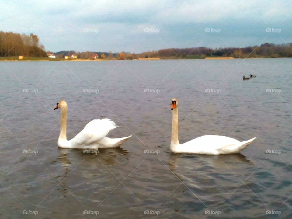 Swan, Lake, Water, Bird, No Person