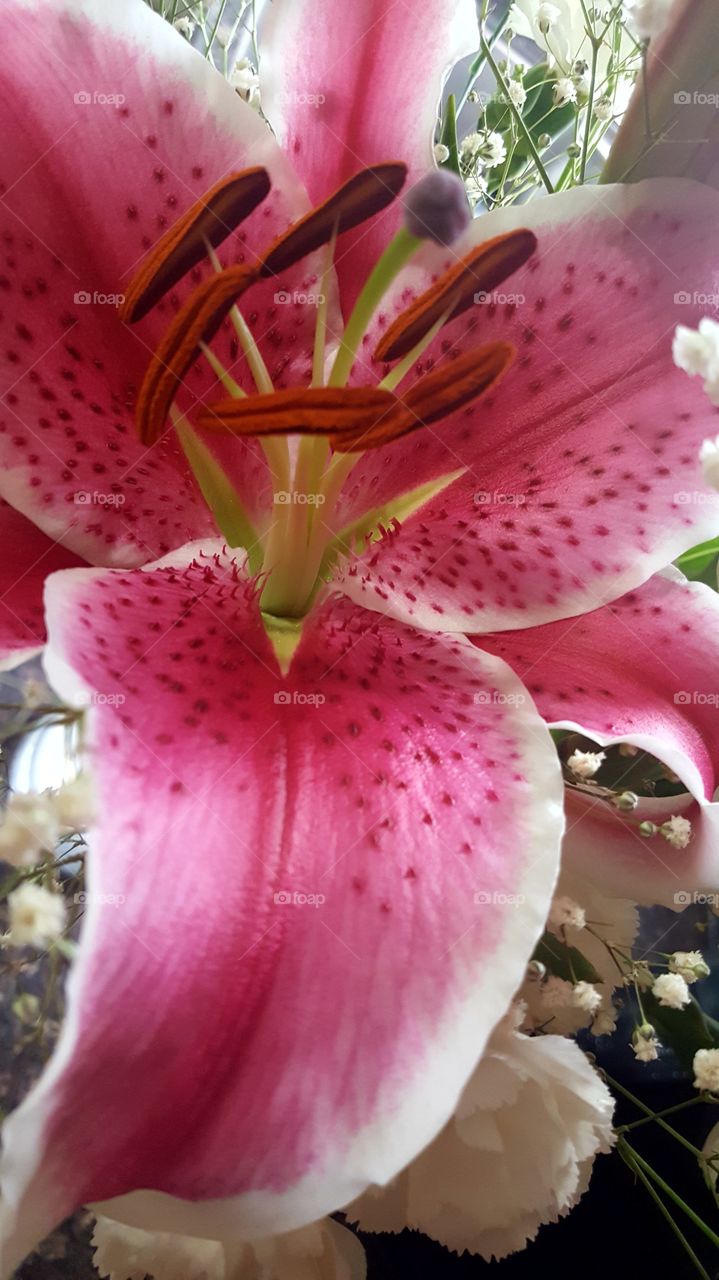 lily flower close up