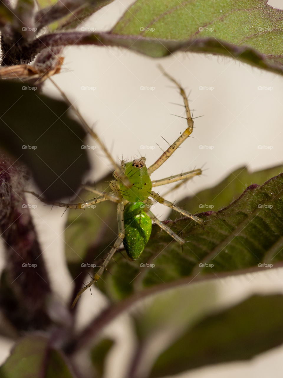 Green Spider