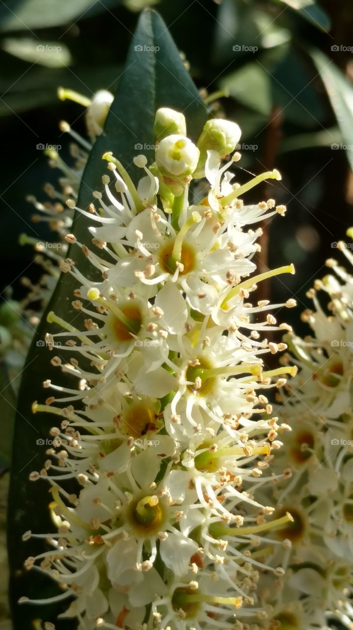 Flower, Nature, Flora, No Person, Closeup