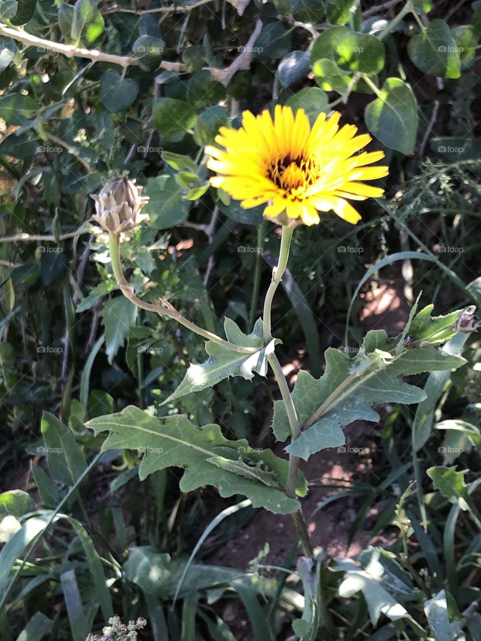 Beautiful yellow flower 