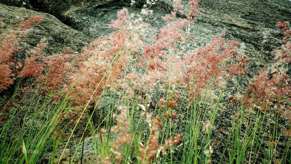 the most beautiful grass flowers in near my house