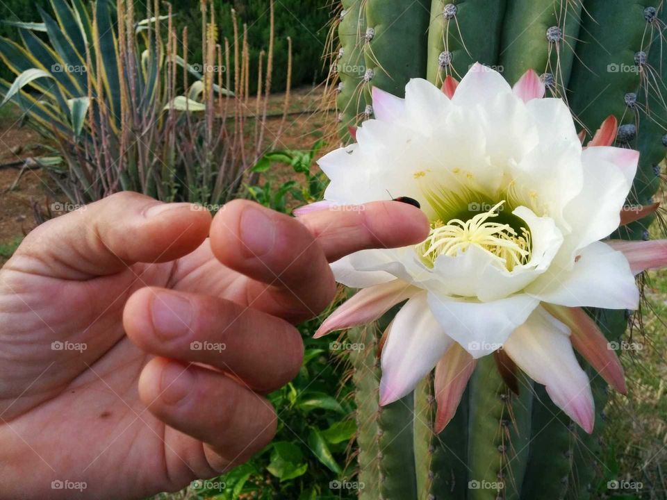 cactus flower