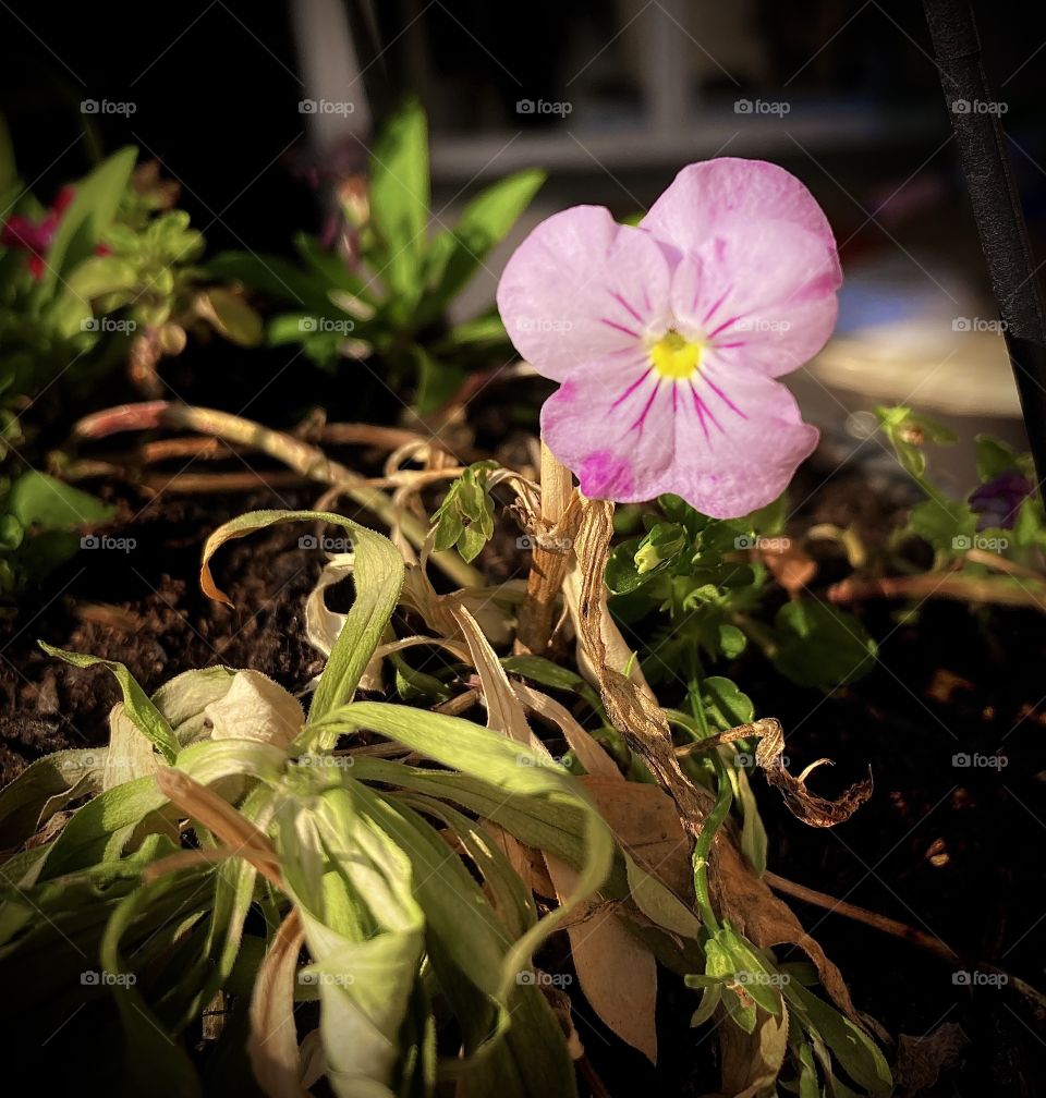 🌹 🇺🇸 Very beautiful flowers to brighten our day.  Live nature and its beauty. Did you like the delicate petals? / 🇧🇷 Flores muito bonitas para alegrar nosso dia. Viva a natureza e sua beleza. Gostaram das pétalas delicadas? 