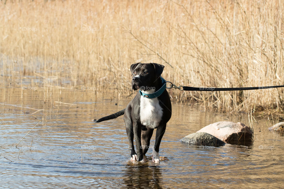 Spring walk with the dog. Finding a stone to stand on in the cold lake. 