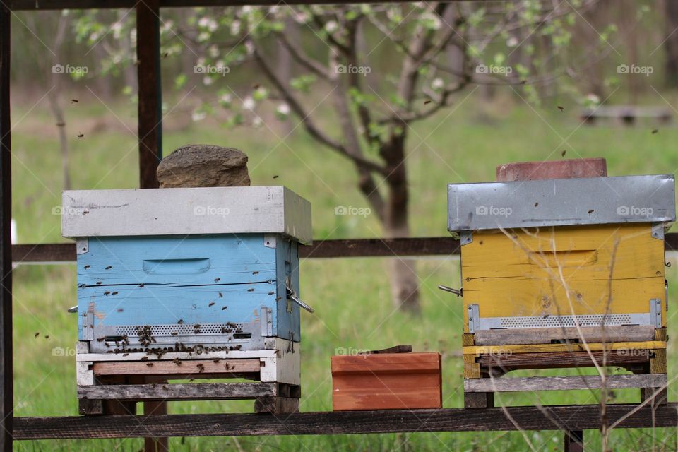 Birds& Bees- Nature in Motion